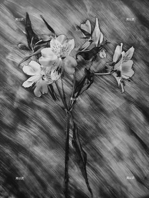 光度-繪畫體素系列