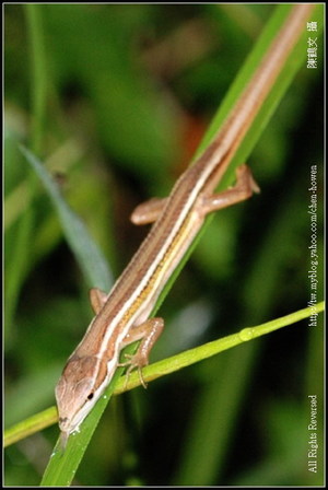 吐舌頭的臺灣草蜥