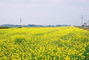 沙美油菜花田