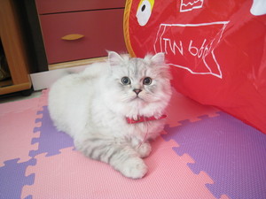 紅包袋小貓與車車