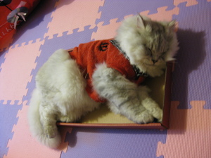 小姑姑的紙盒蓋也要躺