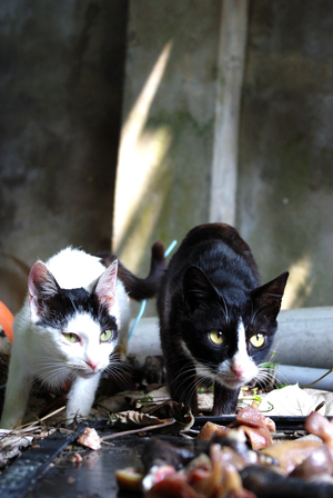 2009-4-11-淡水 大直