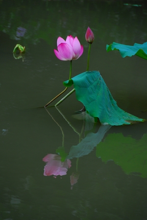 花博現場 : 尋花記