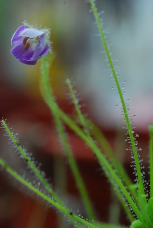 水珠之花