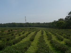 慈濟茶園