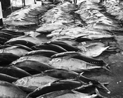 碼頭漁市的鮪魚大隊