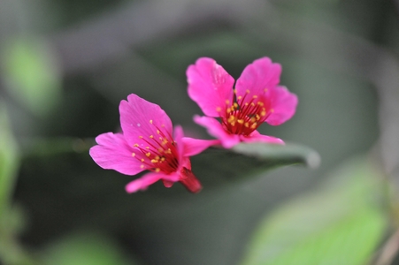 花博現場 : 尋花記