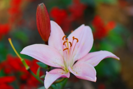 花博現場 : 尋花記