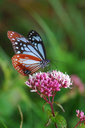 花博現場 : 尋花記