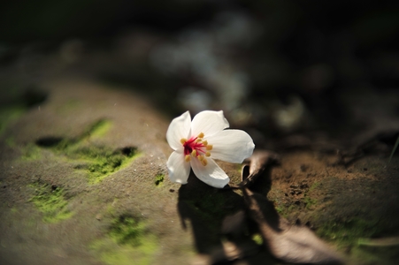 花博現場 : 尋花記