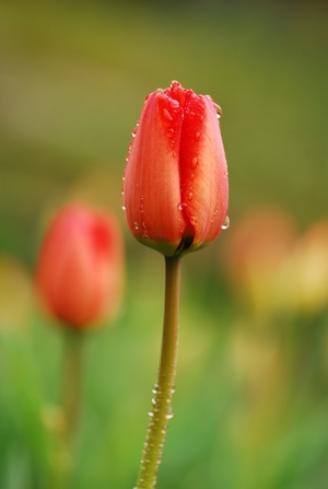 花博現場 : 尋花記