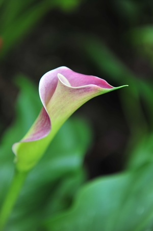 花博現場 : 尋花記