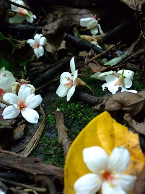 20100422 雪花紛飛的幸福