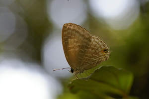埔里波紋小灰蝶