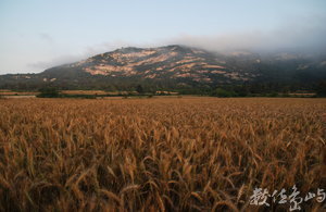 金門風情畫：仙山小麥田（太武山）