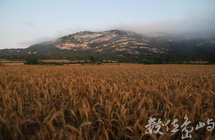 金門風情畫：仙山小麥田（太武山）