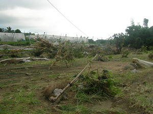 外婆家的芒果園