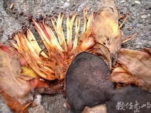 木棉道˙2010年愚人節