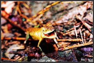 黃口攀蜥-04