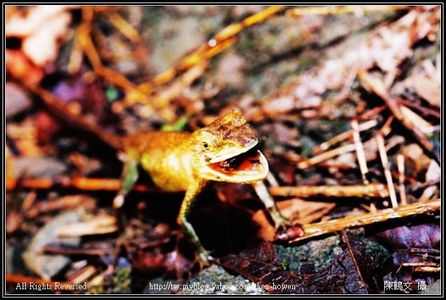 Canon EF 50mm F2.5 Macro