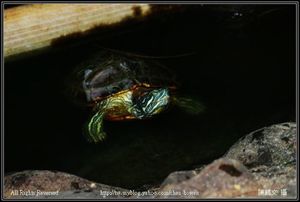 清大校園中的烏龜