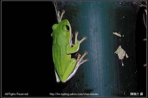 努力往上爬的諸羅樹蛙-1