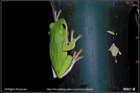 康態時_CONTAX C/Y 60mm F2.8 Makro