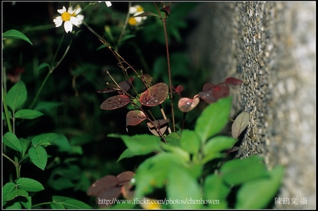 電影鏡頭_Kinoptik 75mm F2 Macro