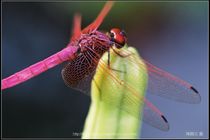 紫紅蜻蜓 (Trithemis aurora, male)