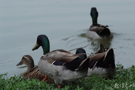 綠頭鴨（Anas platyrhynchos）