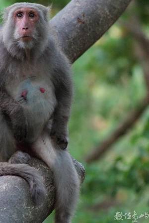 看見彌猴