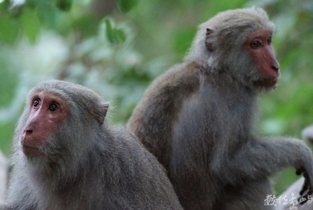 臺灣彌猴（Macaca cyclopis）