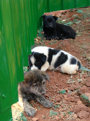 20060407 平鎮市 貿易七村