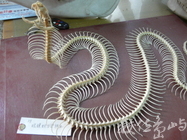  眼鏡蛇立姿標本