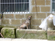 皇帝殿顧門母狗(小公狗之母)