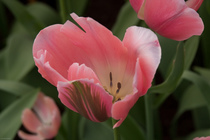 鬱金香 Tulipa (阿富汗Afghanistan 土耳其 Turkey  荷蘭Netherlands)