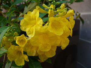 黃鐘花 Tecoma stans (巴哈馬The Bahamas  )