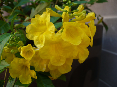 國花