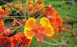  黃蝴蝶花Caesalpinia pulcherrima (巴貝多Barbados )