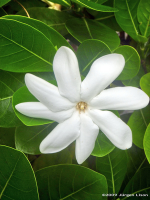 大溪地槴子Gardenia taitensis (庫克群島Cook Islands )