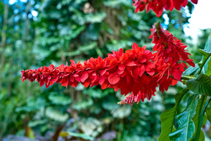 紅緞花Warszewiczia coccinea (千里達及托巴哥 Trinidad and Tobago)