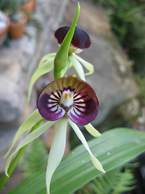 章魚蘭Prosthechea cochleata (貝里斯Belize  )