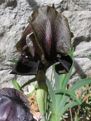  黑花鳶尾iris-nigricans (約旦Jordan)