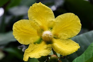  黃花第倫桃Dillenia suffruticosa (汶萊Brunei)