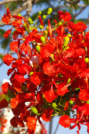  鳳凰木Delonix regia (馬達加斯加Madagascar)