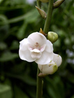 鴿子蘭Peristeria elata (巴拿馬Panama)