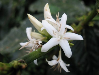 國花