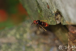 黃腳虎頭蜂定點飛行