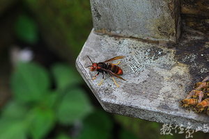 黃腳虎頭蜂在蜂箱外捕蜂