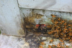 黃腳虎頭蜂在蜂箱外捕蜂 